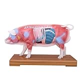 ➤ El lado derecho de este modelo muestra la forma del cuerpo de los cerdos machos, y 55 puntos de acupuntura comúnmente utilizados distribuidos desde la cabeza y el cuello, el torso, la cola de la glútea y las extremidades anteriores.El lado izquierdo muestra los músculos superficiales, y la pared corporal se retira, que muestra la columna vertebral y las estructuras viscerales.