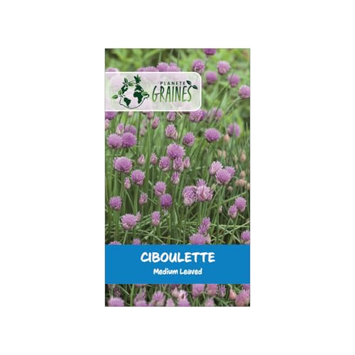 100 Graines de Ciboulette Chives medium : Une Herbe Aromatique Facile à Cultiver