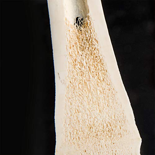 Image of 3B Scientific GmbH T30055 Comparison of Mammal Metatarsal Bones