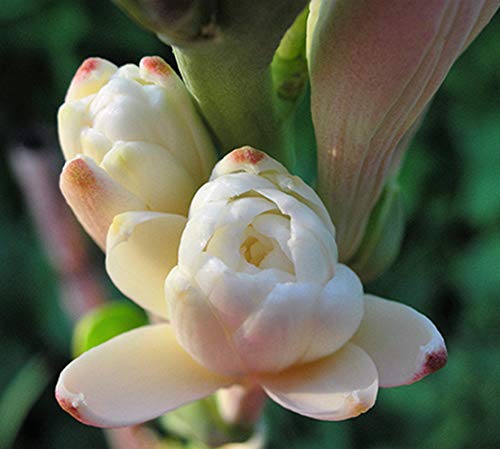 Image of Live Green Flower Bulb Tuberose /Rajnigandha Single /Double Petal Fragrance For Home Gardening (Double Petal 10 Flower Bulbs Pack)