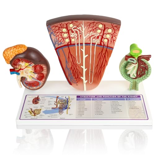 EVOTECH SCIENTIFIC 3-Part Human Kidney Model with Nephron and Glomerulus