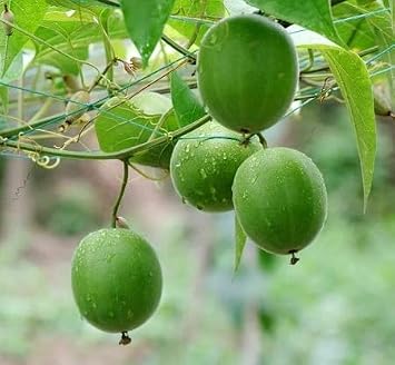 Monk Fruit Seeds 20pcs Green