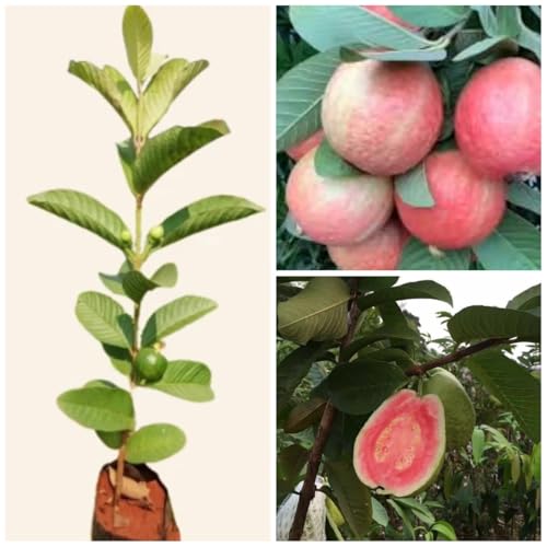 Image of Cloud Farm All Time VNR Bihi Guava Amrood Layering /Grafted Fruit Plant (2-3 Feet Height),CF SG52