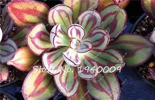 50PCS/Bag Bonsai Flower Seeds Agave Seeds Rare Succulent Seeds Perennial Flower Seeds Agave Pot Plants for Home Garden Decor: Only Seeds