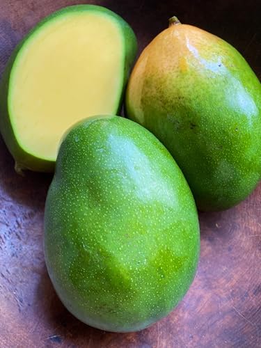 Image of Keitt Mango Hybrid 1 Live Plant (Grafted Plant, 2-3 Feet Height) Healthy For Home Garden PB 57