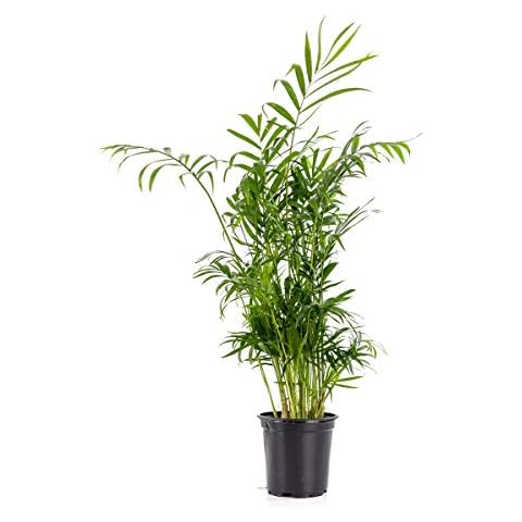Sprig & Stone Chamaedorea elegans - Neanthe Bella (Parlor Palm) - 4" Pot Cover