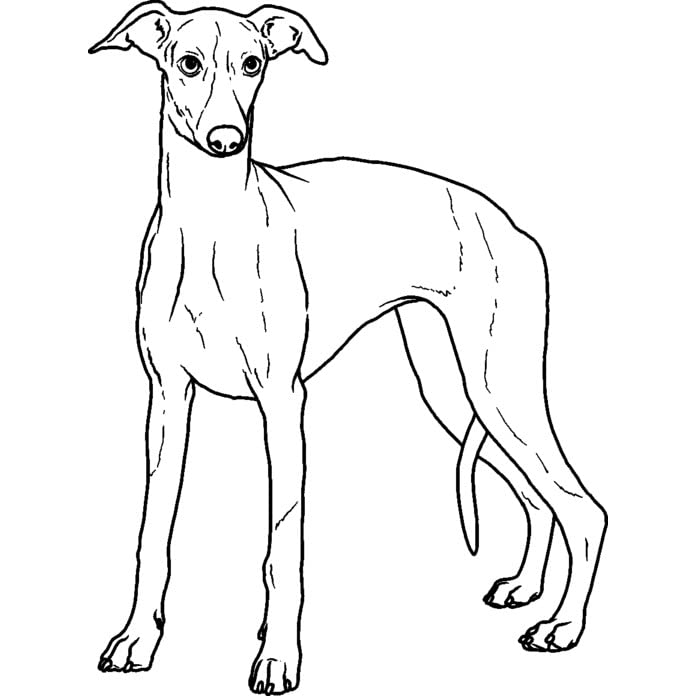 'Whippet' Rubber Stamp - Unmounted Design for Crafting & Scrapbooking, A8 (RS00046786)