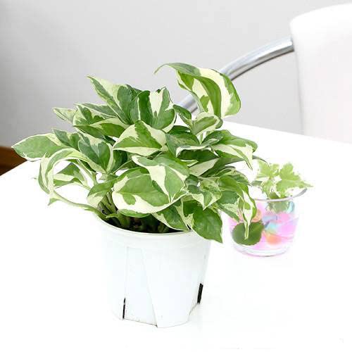 モカポトスページ Amazon｜（観葉植物）ポトス エンジョイ 3～3．5号（3ポット