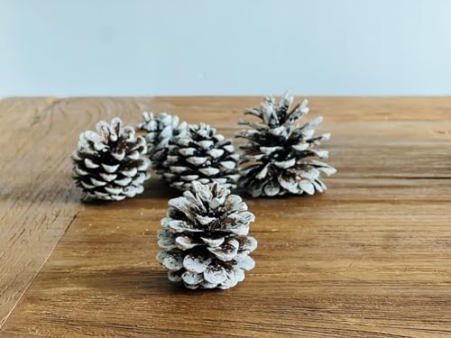 Edzard Deco Pine Cones, white, size 50-90 mm, 600 ml bag, Brown / White, 50 bis 90 mm - Image 4