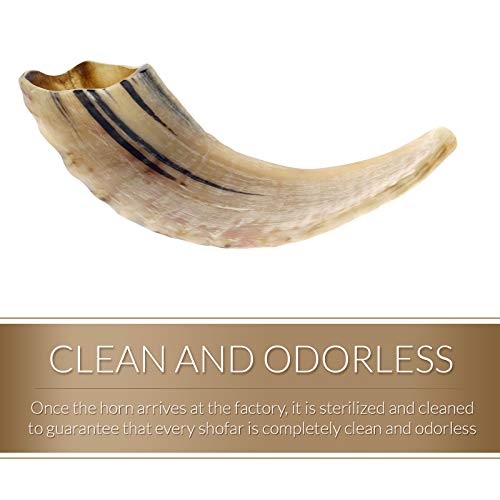 Kosher Odorless Natural Shofar | Genuine Natural Rams Horn | Smooth Mouthpiece For Easy Blowing | Includes Carrying Bag And Shofar Blowing Guide | 10”-12” #TOP4