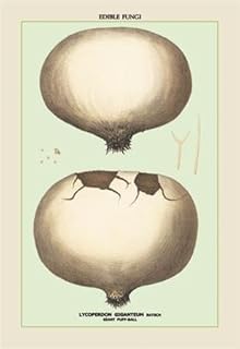 Edible Fungi: Giant Puff-Ball 20x30 poster