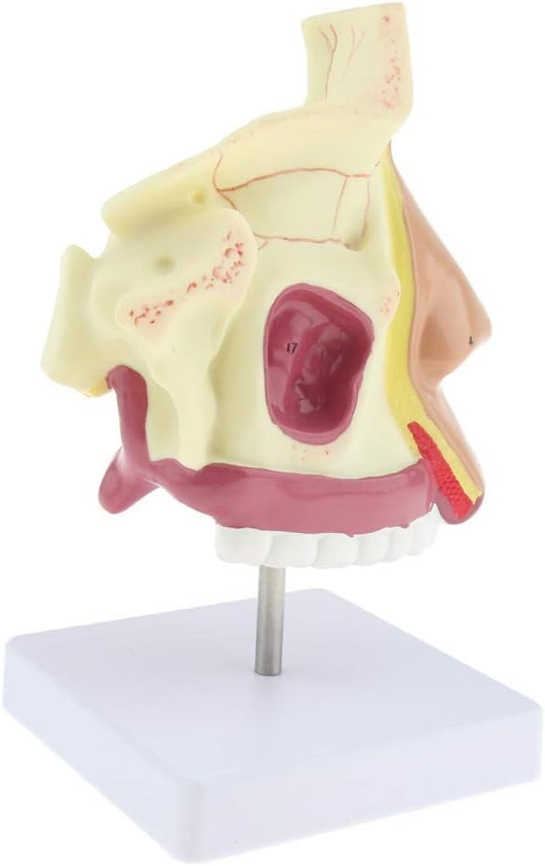 Modèle d'anatomie nasale pour visualiser la cavité interne - 6