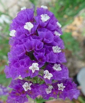 See full amazon price history chart for OhhSome Flower Seeds Annual Statice Flower Seeds For All Season 20 Seeds Kitchen Garden Seeds Pack - Eco" OhhSome Flower Seeds Annual Statice Flower Seeds For All Season 20 Seeds Kitchen Garden Seeds Pack - Eco" (B07YP7JRQ5) Amazon Price History, Amazon Price Tracker
