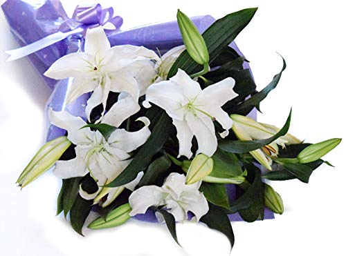 [veB }[Ch]   ԑ     Ȃ   ފ ~    S  JTuJԑ 3{ 12ց`15