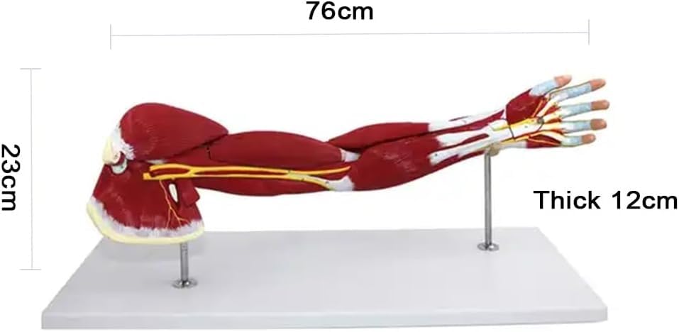 76cm Human Arm Muscle Anatomical Model, Life Size Upper Limb Muscle Anatomy Model, Shows Superficial and Deep Muscles, Tendons, Blood Vessels, Nerves, for Medical Study