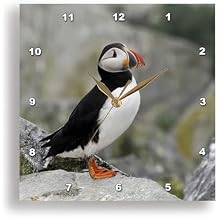 3dRose DPP_90739_2 Atlantic Puffin Birds, Machias Seal Isl, ME - US20 KRS0013 - Keith and Rebecca Snell - Wall Clock, 13 by 13-Inch