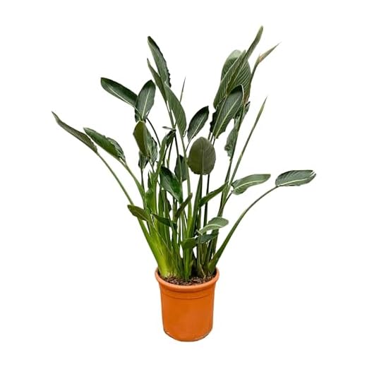 La Green Touch - Strelitzia Reginae XL - Plante d'intérieur - Pot 30cm, Hauteur 160 cm