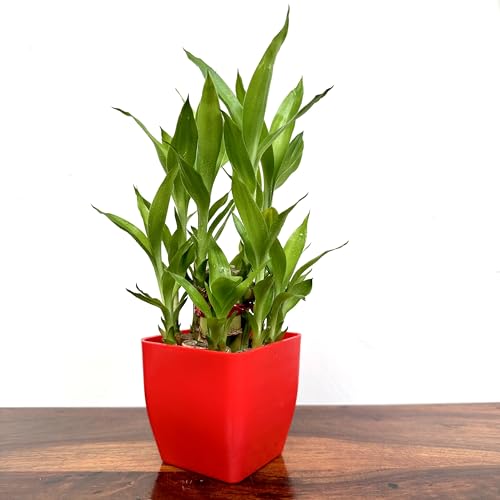 Image of Two layer lucky bamboo | For Living Room or Office table | indoor plants for good luck and air purification (Bamboo Plastic Red Pot)