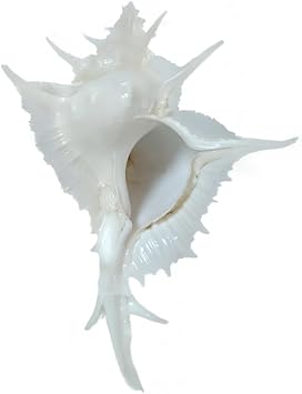 Murex Alabaster Seashell Rare White Pterynotus Alatus Shell Ocean Conch Collectors Wedding Decor Beach Theme Party, DIY Crafts