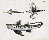  Seedrache seadragon / Flügelrossfisch Longtail seamoth / Seekatze Rabbit fish - Fisch fish Fische (Tafel XII)