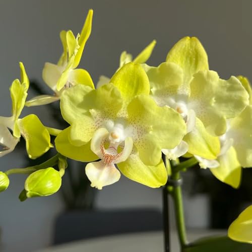 Semi di orchidea Phalaenopsis, da balcone semi di campo decorazione del giardino 600pcs