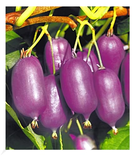 BALDUR Garten 2er Kiwi Ken's Red® (inkl. Befruchter), Pflanzen im 9x9 cm-Topf, Actinidia arguta, Kiwipflanze winterhart, mehrjährig, reiche Ernte an essbaren Früchten, Obst-Rarität