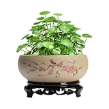 Pianta di loto idroponica per interni, vaso per loto cinese in ceramica, vaso per fiori di loto con supporto, ciotola per bonsai idroponica, adatta per ufficio, giardino, interno ed esterno