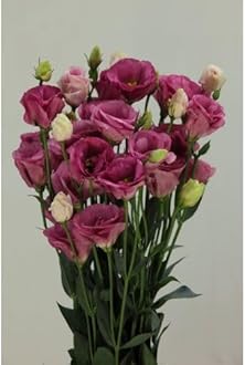 Texas Blue Bell live flower plant||Lisianthus flower live plant