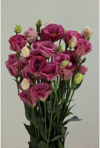 Texas Blue Bell live flower plant||Lisianthus flower live plant
