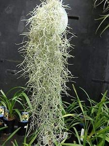 The Plant Paradise Spanish Moss Tilandsia Plant for Indoor & Outdoor Decoration with Plants (B0BYZJCSM7) Amazon Price History, Amazon Price Tracker