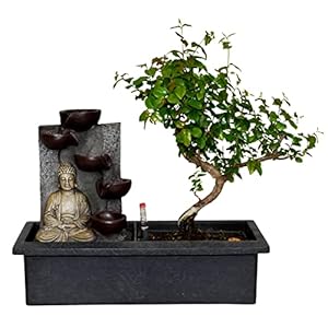 ZynesFlora Echte Bonsai Boom in Keramiek Sierpot met Waterval – Hoogte: 25-30 cm – Luchtbevochtiger Decoratie…