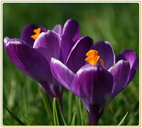 Amazon 今シーズンが点在する鮮やかな花の房 ハナサフラン球根 疲れて眠い これらのエルフを見ることは肉体的および精神的疲労を和らげるのを助けることができます 魅力的な紫色の花 花が咲き乱れ 明るく満開で まばゆいばかりで とても魅力的に見えます 5球根 花