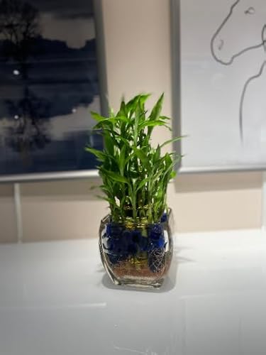 Generic Three Tier Live Lucky Bamboo Plant Indoor Home Glass Arrangement With Blue Decorative Marbles thumb #2