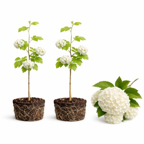 2 Snowball Bush Live Plants | Japanese Snowball Viburnum Live Plant for Outdoor Growing | 12 Feet Tall Bare Root Shrubs | Ideal for Garden Planting and Landscape Use | Dormant Plant