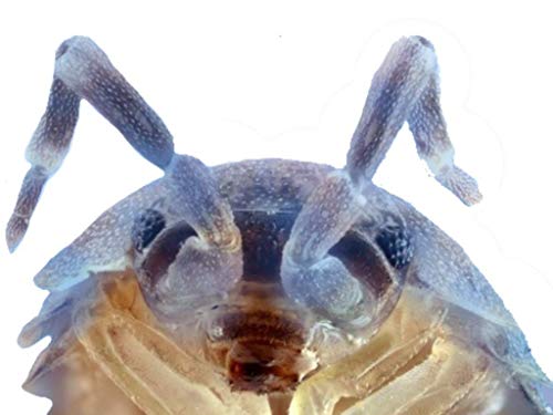 Pocket Pets 10 Color Changing Blue Merle Roly Polys (Rolie Polie Isopods) #TOP2