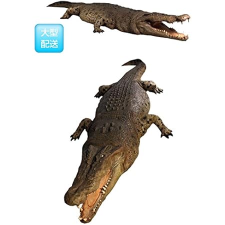 Amazon Co Jp アニマルビッグフィギュアシリーズ クロコダイル ワニ 全長470ｃｍｄ 等身大フィギュア ホーム キッチン