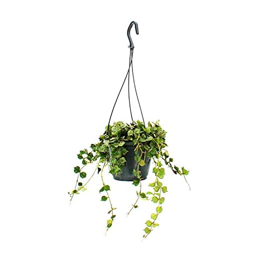 exotenherz Zimmerpflanze zum Hängen - Hoya curtisii - Wachsblume 14cm Ampel
