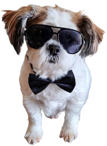Disfraz para perro con gafas retro y corbatín ajustable