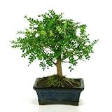 Bonsái Zanthoxylum piperitum sp. 5 años