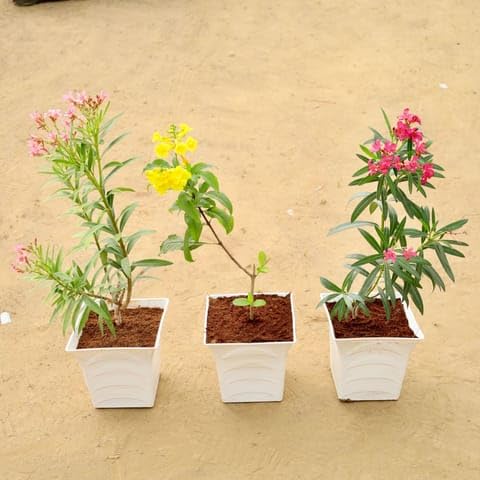 Best Nursery Petals & Sunlight Combo- Set of 3 - Kaner Red, Tecoma & Kaner Pink in 08 Inch White Premium Tokyo Square Plastic Pot-image-40