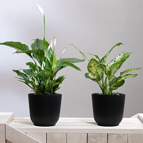 Olly & Rose Oxford Plant Pot Planter Plastic, Pack of 2, Indoor and Outdoor Flower Pots for Garden and Home - Image 4