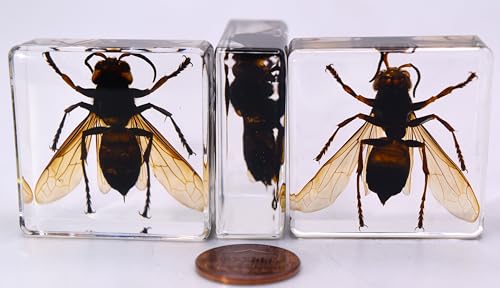 Image of 38mm Real Asian Giant Hornet in Crystal Clear Square Lucite Resin Crafts Specimen Preserved Animal Insect Bug Taxidermy Collection for Biology Science Education & Desk Ornament Display Supplies