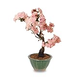 遊恵盆栽 桜盆栽：八�