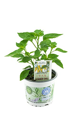 Foto von Zitronen-Chili Pflanze, Capsicum baccatum ‘Lemon Drop‘