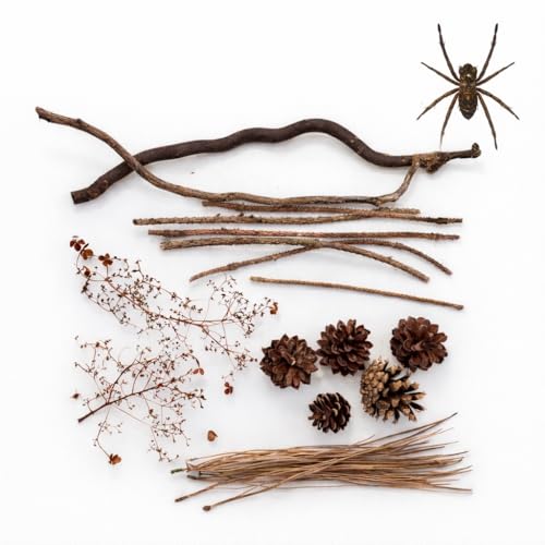 Natürliches Terrarium Deko Set für Spinnen – Korkrinde Kiefernzapfen Zweige Curly Willow Schlangenfichte Hortensien Samenstände – handgesammelt & natürlich getrocknet Natürliches Terrarium Deko Set für Spinnen – Korkrinde Kiefernzapfen Zweige Curly Willow Schlangenfichte Hortensien Samenstände – handgesammelt & natürlich getrocknet