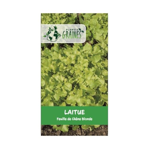 1000 Graines de Laitue Feuille de Chêne Blonde : Facile à Cultiver