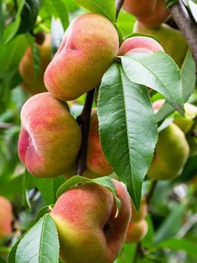 2 Galaxy Donut Peach Trees, Bare Root, 1-2 Feet Tall, Ready to Plant, 2 Pack