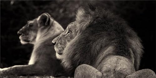 Peinture diamant lion grand format 220x100 cm broderie premium