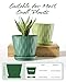 Pure Whimsy 4 Inch Plant Pots with Drainage Holes, 6 Set Plastic Indoor Flower Pots, Succulent Pots for Orchids, Violets, Succulents, Herbs, and Other Small Plant, 6 Colors