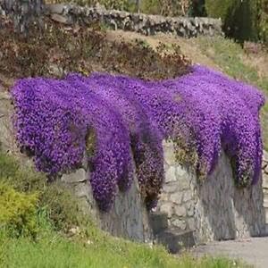 herb seeds cress